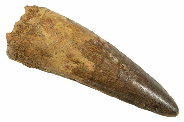 Fossil Spinosaurus Tooth - Real Dinosaur Tooth #344531